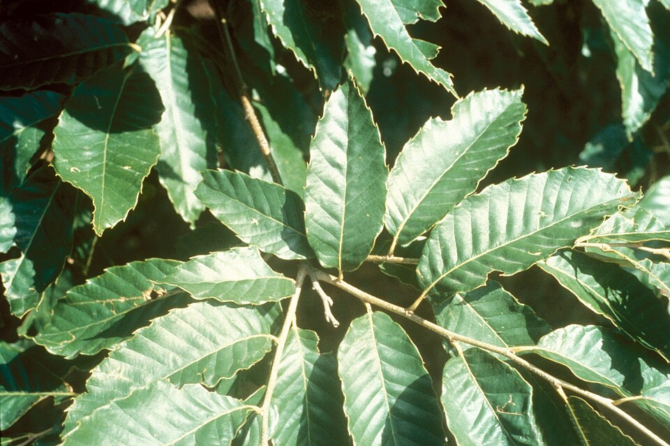 Castanea mollissima — leaf photograph