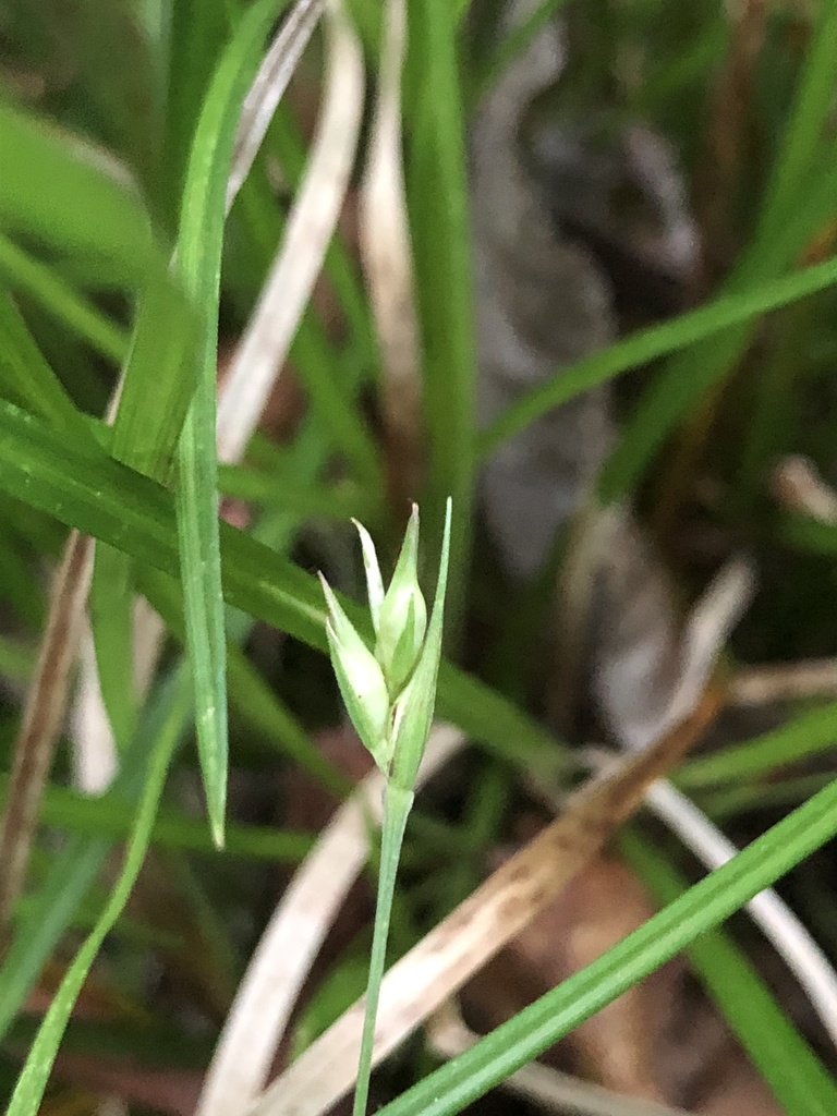 Carex basiantha — fruit photograph