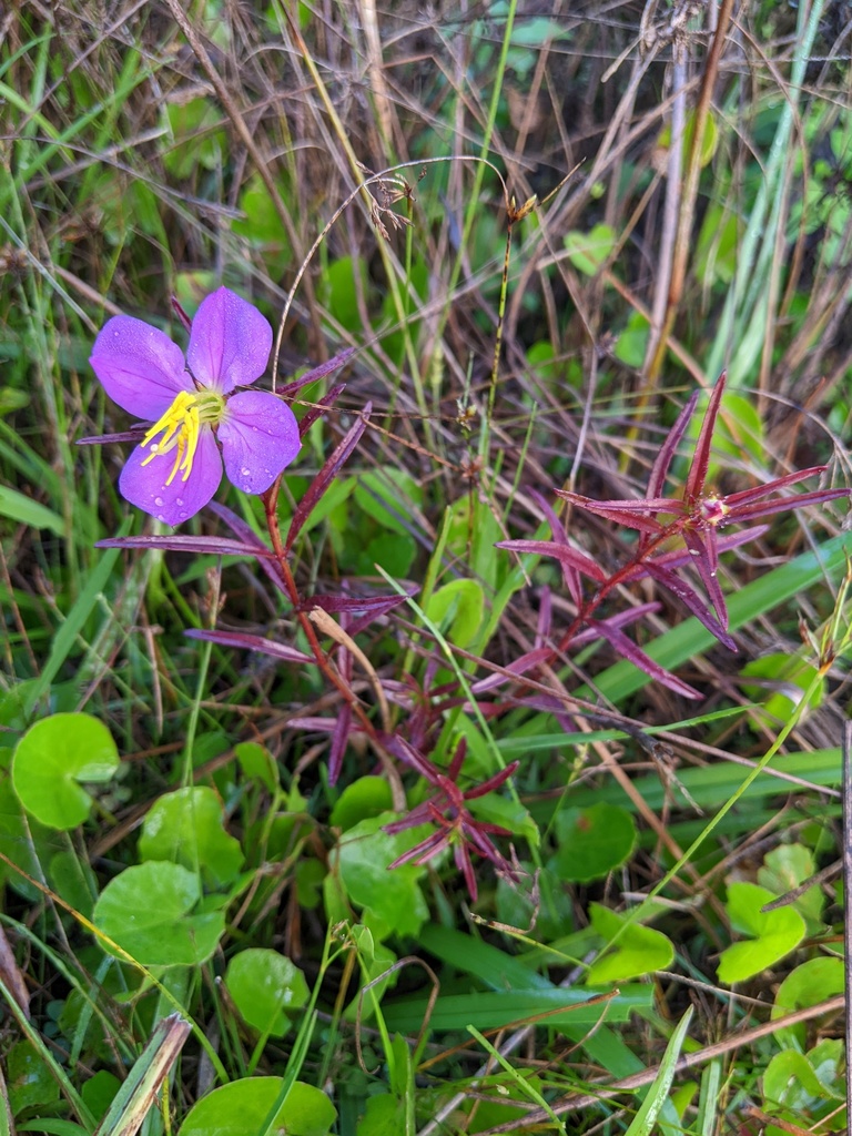 Rhexia cubensis — bloom photograph