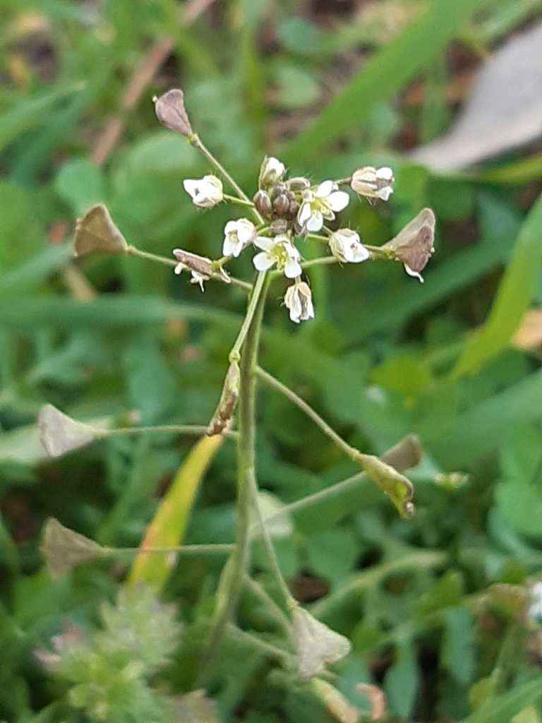 Capsella bursa-pastoris — bloom photograph