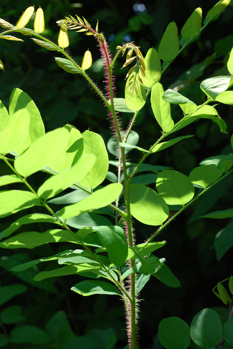 Robinia hispida var. hispida photograph