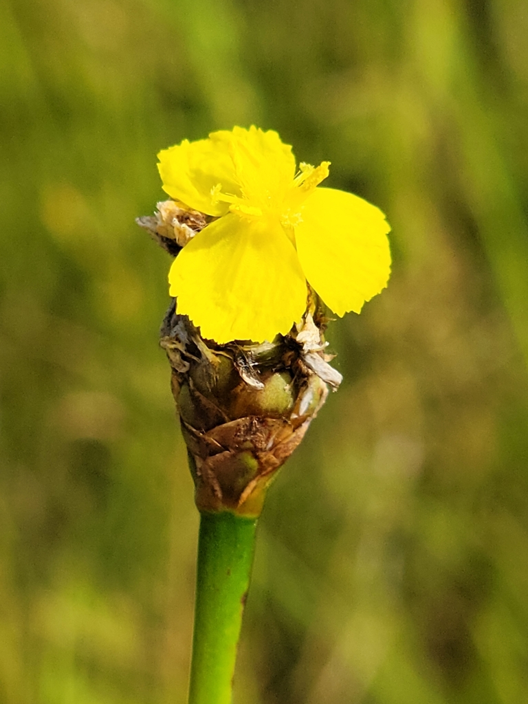 Xyris smalliana — bloom photograph