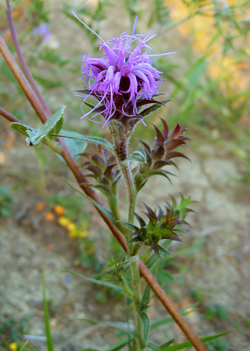 Liatris squarrosa — bloom photograph