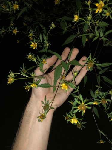 Bidens frondosa — whole photograph