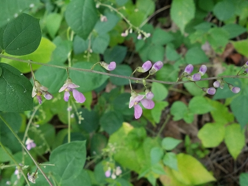 Phaseolus polystachios — flower/foliage photograph