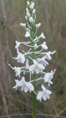 Platanthera nivea — flower photograph