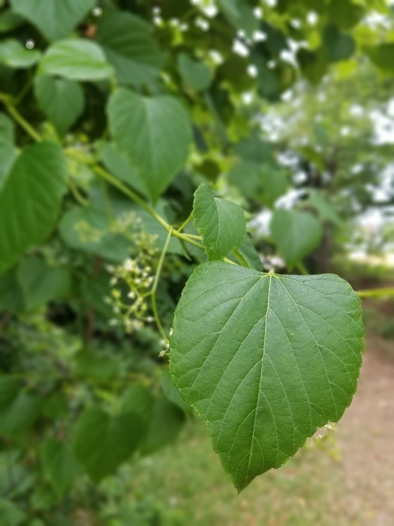 Ampelopsis cordata — foliage photograph