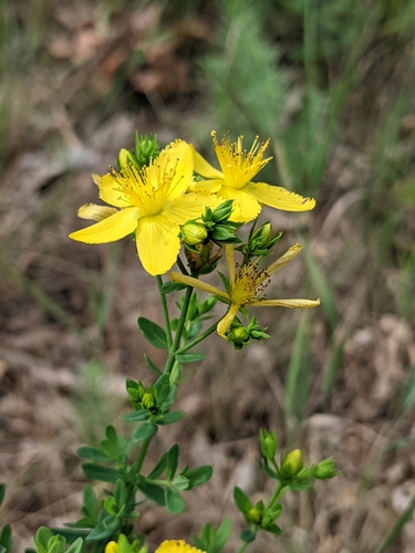 Hypericum perforatum — flower photograph