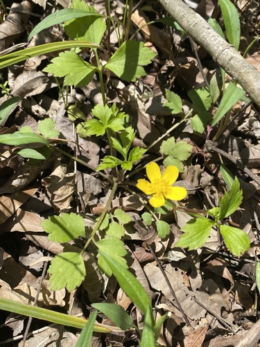 Ranunculus septentrionalis photograph