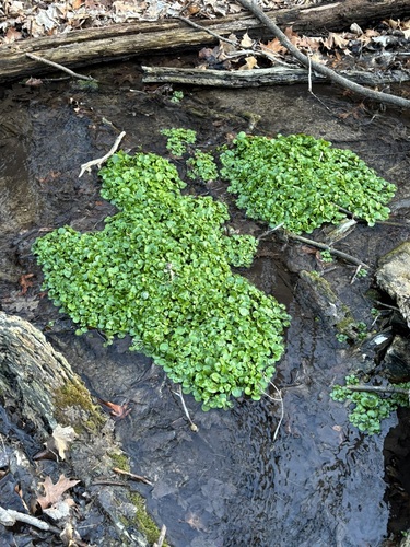 Nasturtium officinale — whole plant photograph