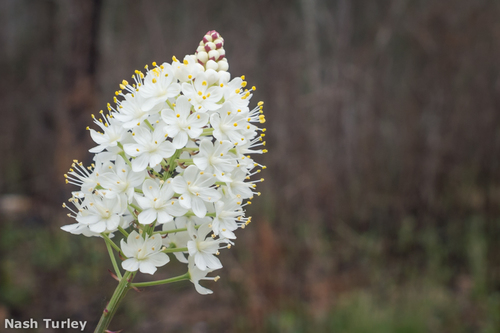 Stenanthium densum — flower photograph
