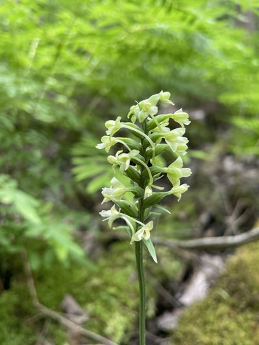 Platanthera clavellata — whole photograph