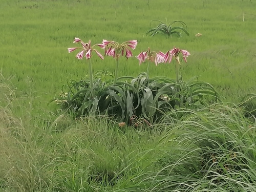 Crinum bulbispermum — flower photograph
