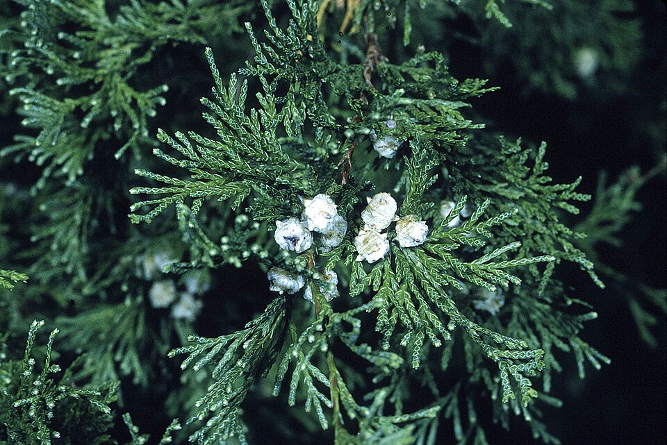 Chamaecyparis thyoides — foliage photograph