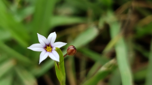 Sisyrinchium micranthum — flower photograph