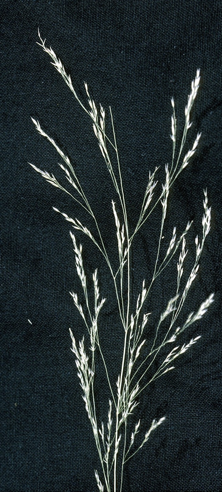 Agrostis perennans — bloom photograph