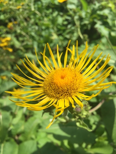 Inula helenium — flower photograph