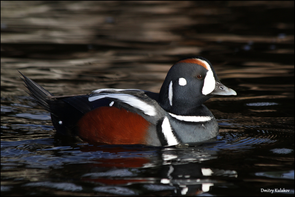 Male Harlequin Duck, whole bird