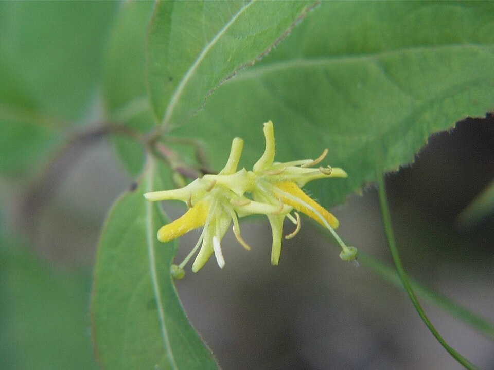 Diervilla lonicera — bloom photograph