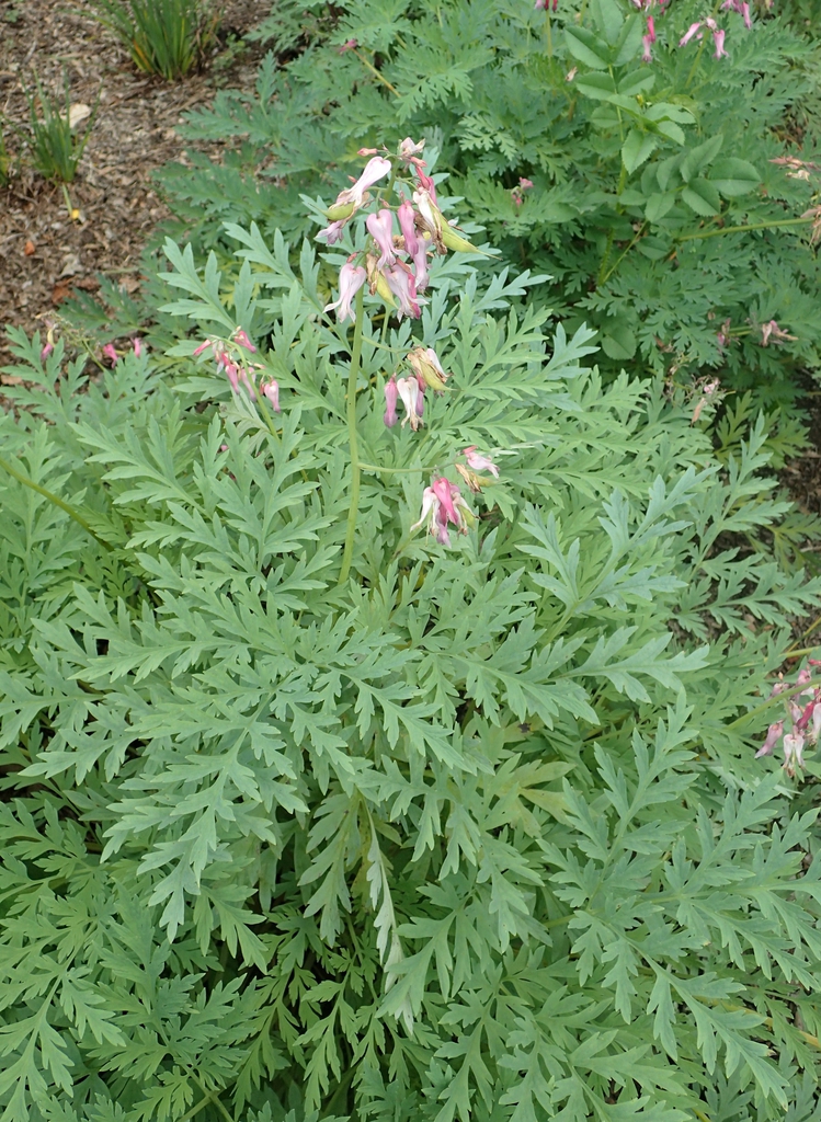Dicentra eximia — bloom photograph