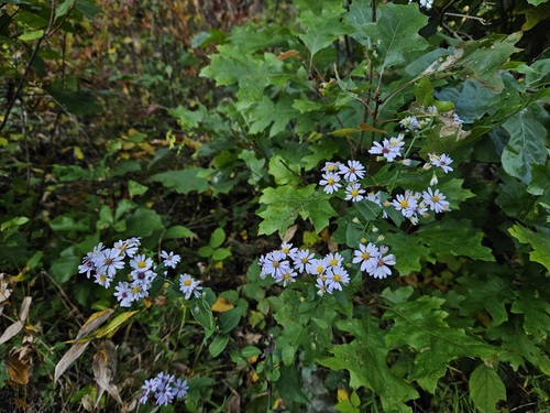 Symphyotrichum undulatum — whole plant photograph