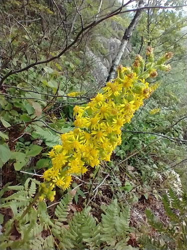 Solidago squarrosa — bloom photograph