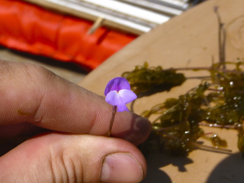 Utricularia purpurea — bloom photograph