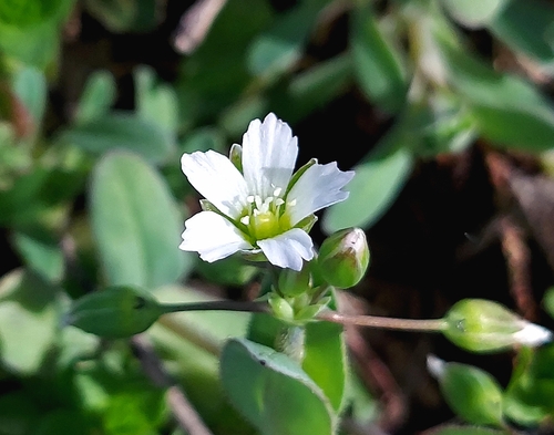 Holosteum umbellatum — flower photograph