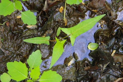 Persicaria arifolia — foliage photograph