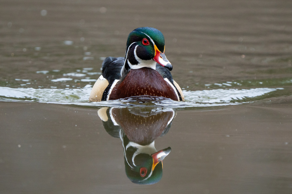 Male Wood Duck, whole bird