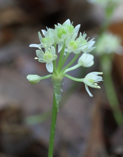 Allium burdickii — flower photograph