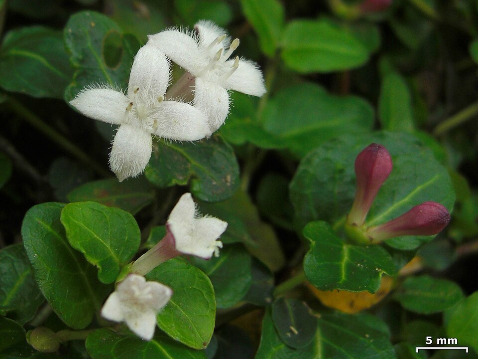 Mitchella repens — bloom photograph