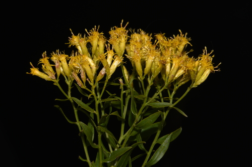 Euthamia leptocephala — flower photograph