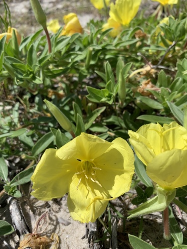 Oenothera drummondii — flower photograph