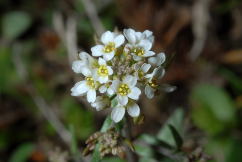 Abdra brachycarpa — flower photograph