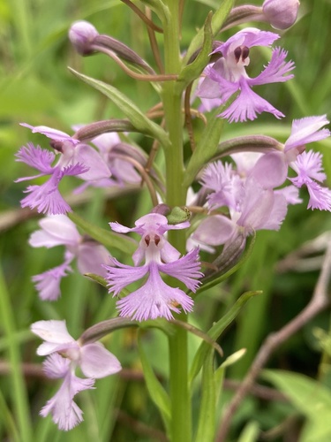 Platanthera psycodes — flower photograph