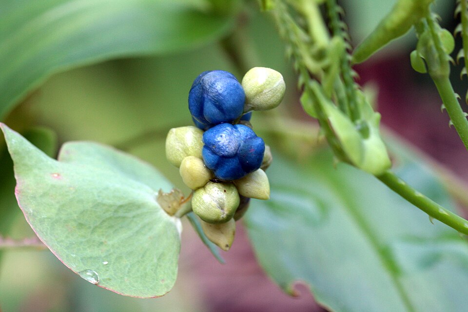 Persicaria perfoliata — fruit photograph