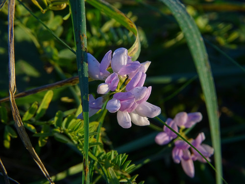 Securigera varia — bloom photograph
