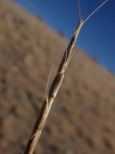 Aegilops cylindrica — fruit photograph