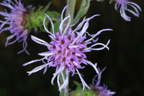 Liatris squarrulosa — flower photograph
