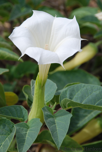 Datura innoxia — flower photograph