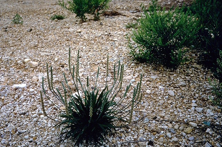 Plantago rhodosperma — whole photograph