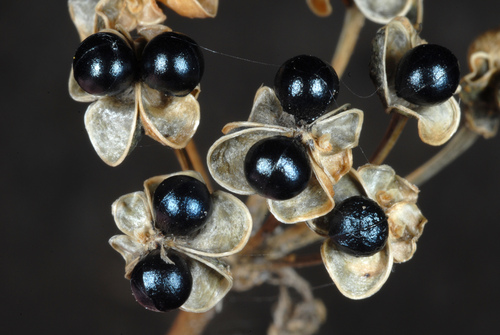 Allium tricoccum — fruit photograph