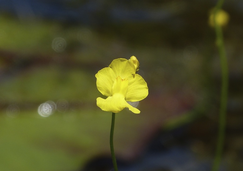 Utricularia gibba — bloom photograph