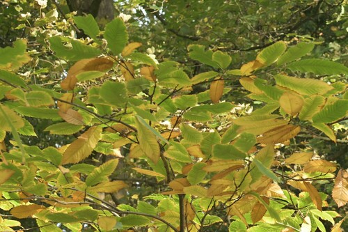 Castanea sativa — foliage photograph