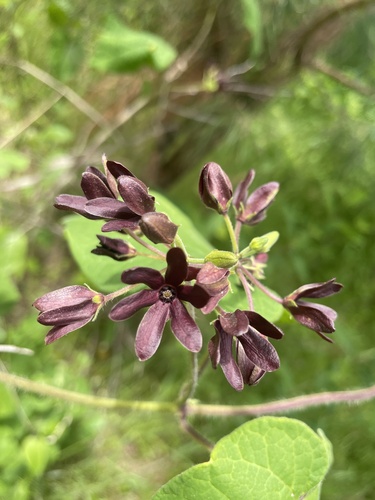 Matelea carolinensis — flower photograph