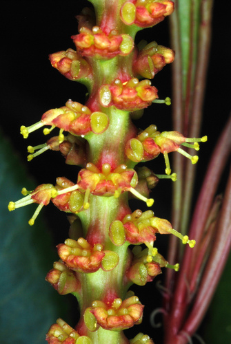 Stillingia sylvatica — flower photograph