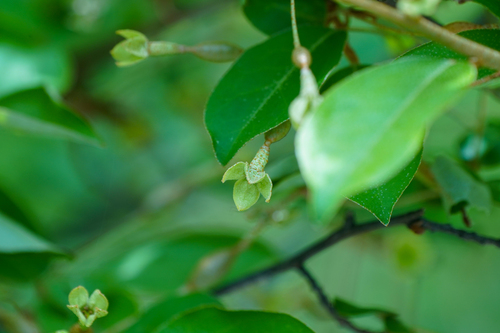 Elaeagnus multiflora — fruit photograph