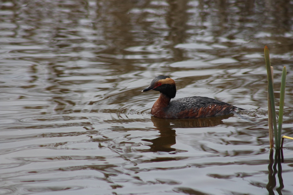 Male Horned Grebe, whole bird