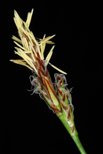 Carex nigromarginata photograph